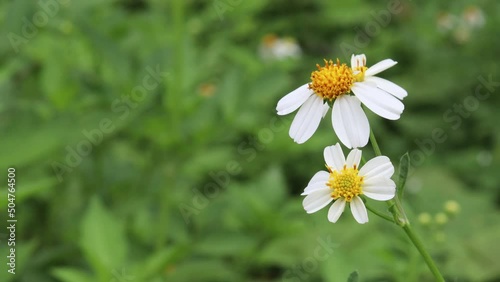 4K beautiful nature with white flowers (daisies) blooming in spring forest and this area offers a rich and supportive environment for small animals.