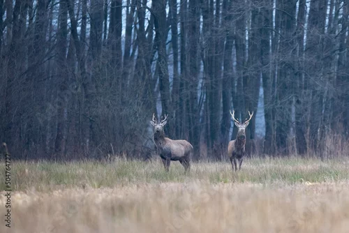 Fototapeta samoprzylepna Jelenie