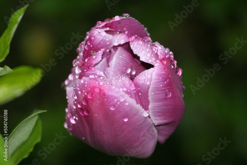 pink tulip with water drops