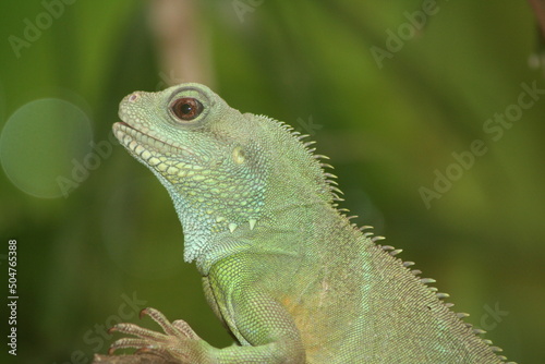 lizard on a tree