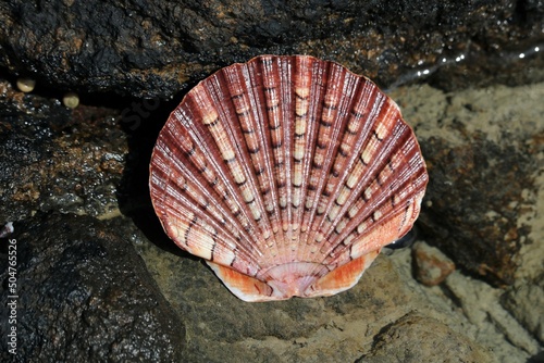 Coquillage st jacques