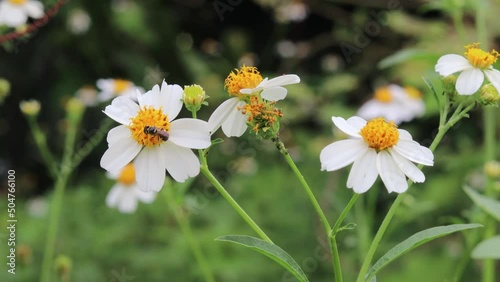 4K beautiful nature with bee foraging and pollinating white flowers (daisies) blooming in spring forest and this area offer a rich and supportive environment for small animals.