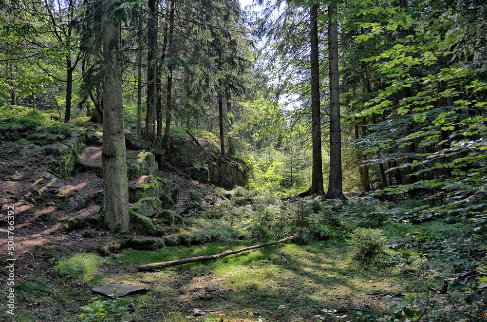 path in the woods path in the woods