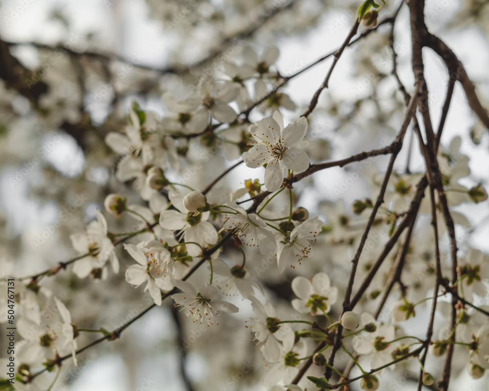 Spring garden in bloom. Cherry plum tree blossoms. Spring garden in bloom. Cherry plum tree blossoms.