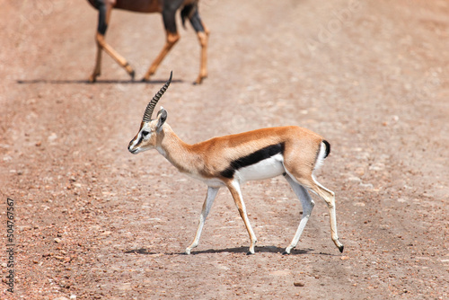 Thomson's gazelle photo