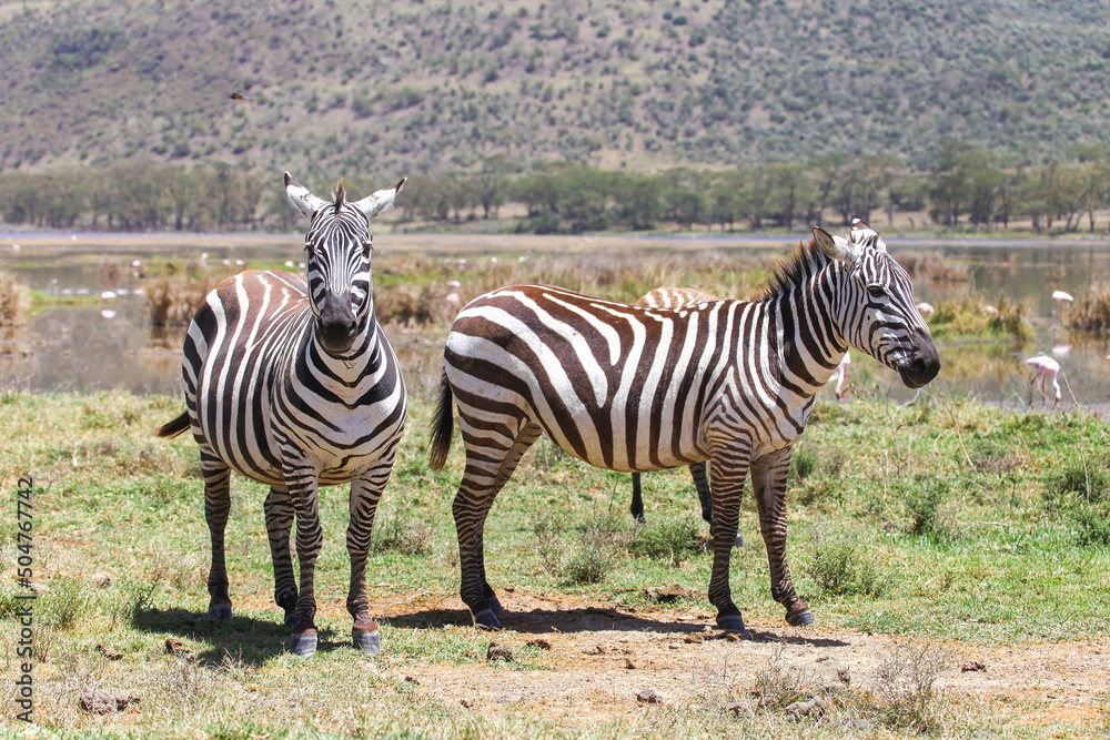 Naklejka premium Plains zebras