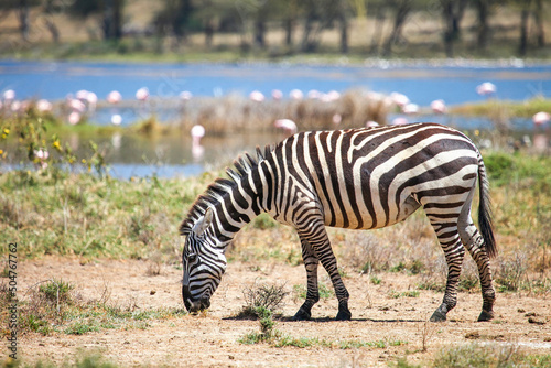 Plains zebra