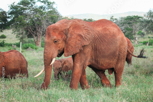 African bush elephant photo