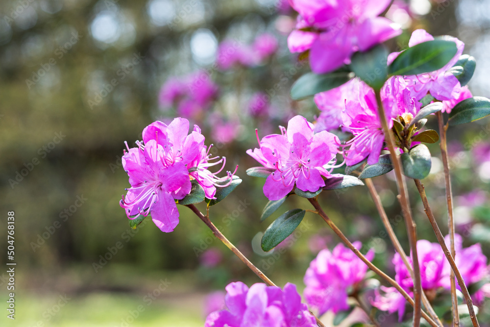 Beautiful rhododendron daurian flowers in the park on the lawn. Blooming rose bush in the garden Beautiful rhododendron daurian flowers in the park on the lawn. Blooming rose bush in the garden