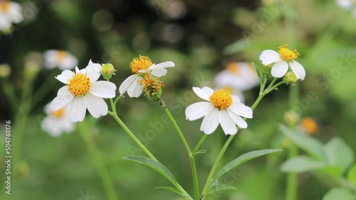 Time-lapse of beautiful nature with bee and ant foraging and pollinating the white flowers (daisies) blooming in the spring forest.