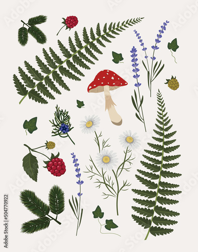 Poster with plants, berries, flowers and mushrooms