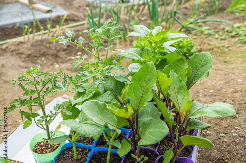 夏野菜のポット苗 Stock Photo Adobe Stock