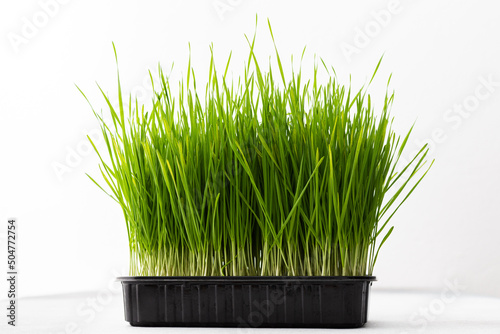 Vegetable greens of wheat, useful microgreen close-up , organic animal food