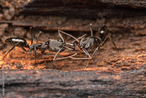 Macro ants Odontomachus opaciventris costa rica nature © Andres