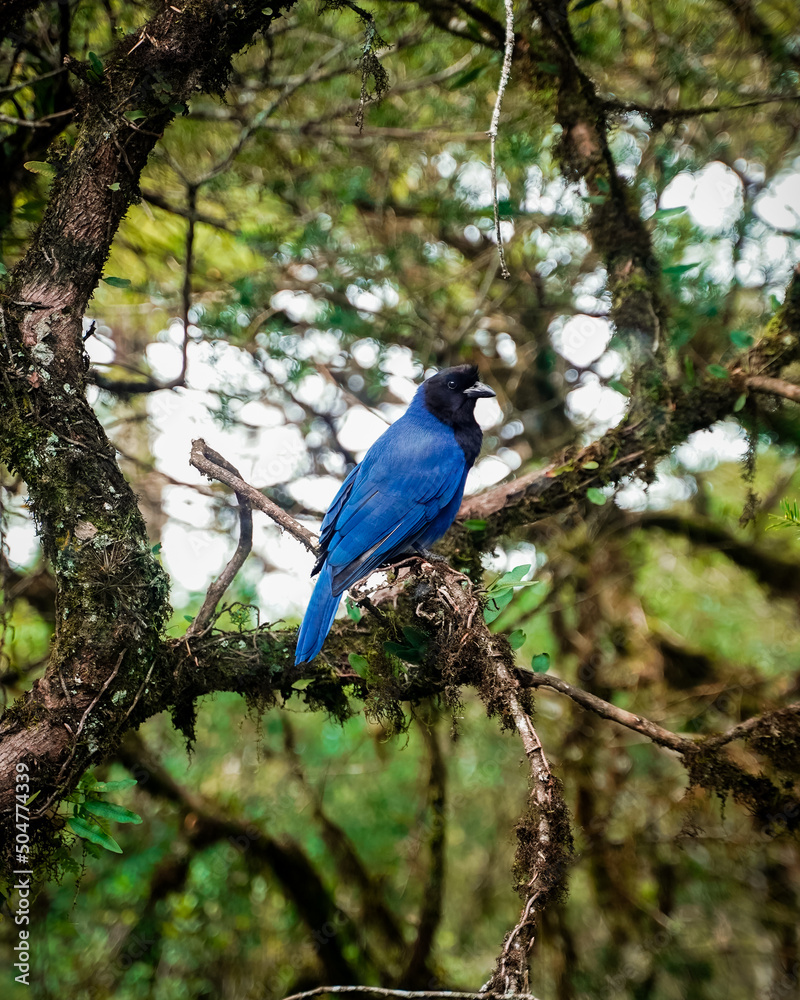 blue jay bird on tree in brazil