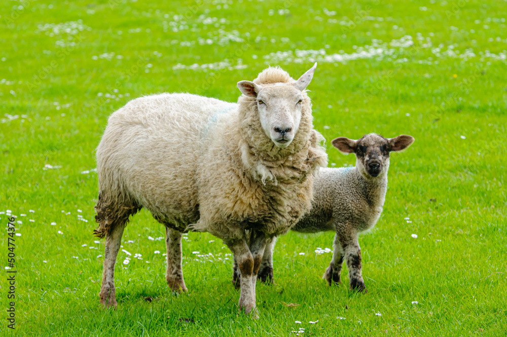 Obraz premium Ewe and new born lamb
