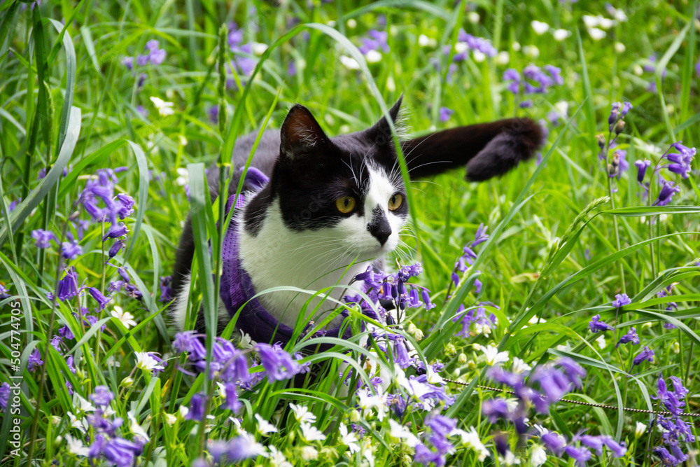 Lovely black and white cat out on adventures in the bluebell wood with her owner, she wears a harness and lead to keep her safe on a Spring day in rural Shropshire. Lovely black and white cat out on adventures in the bluebell wood with her owner, she wears a harness and lead to keep her safe on a Spring day in rural Shropshire.