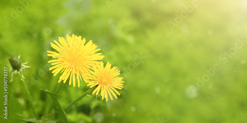 banner on a green glade yellow  dandelions close up.  with place for text
