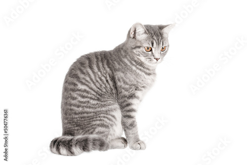 gray tabby cat with yellow eyes sits and looks away isolated 