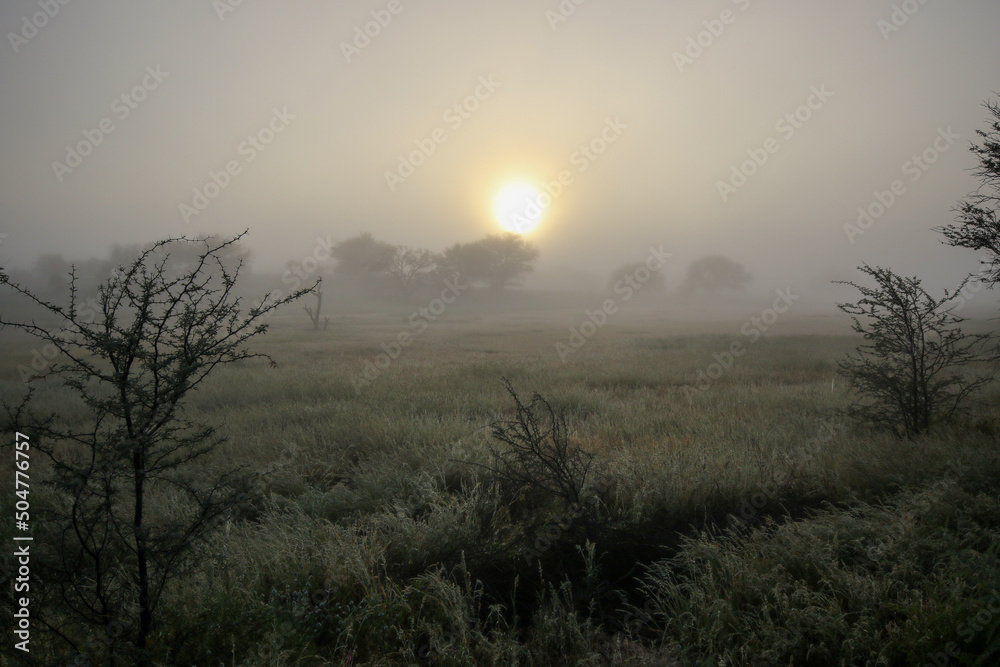 Misty sunrise in the Kalahari, Kgalagadi Trasnfrontier Park, South Africa
