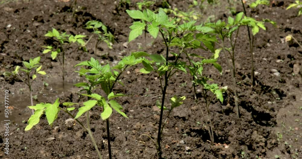 Closeup of young tomato plants in the garden after watering Closeup of young tomato plants in the garden after watering