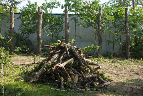 pruning trees. Slaughter of a poplar. Seasonal pruning of trees in the city park service.