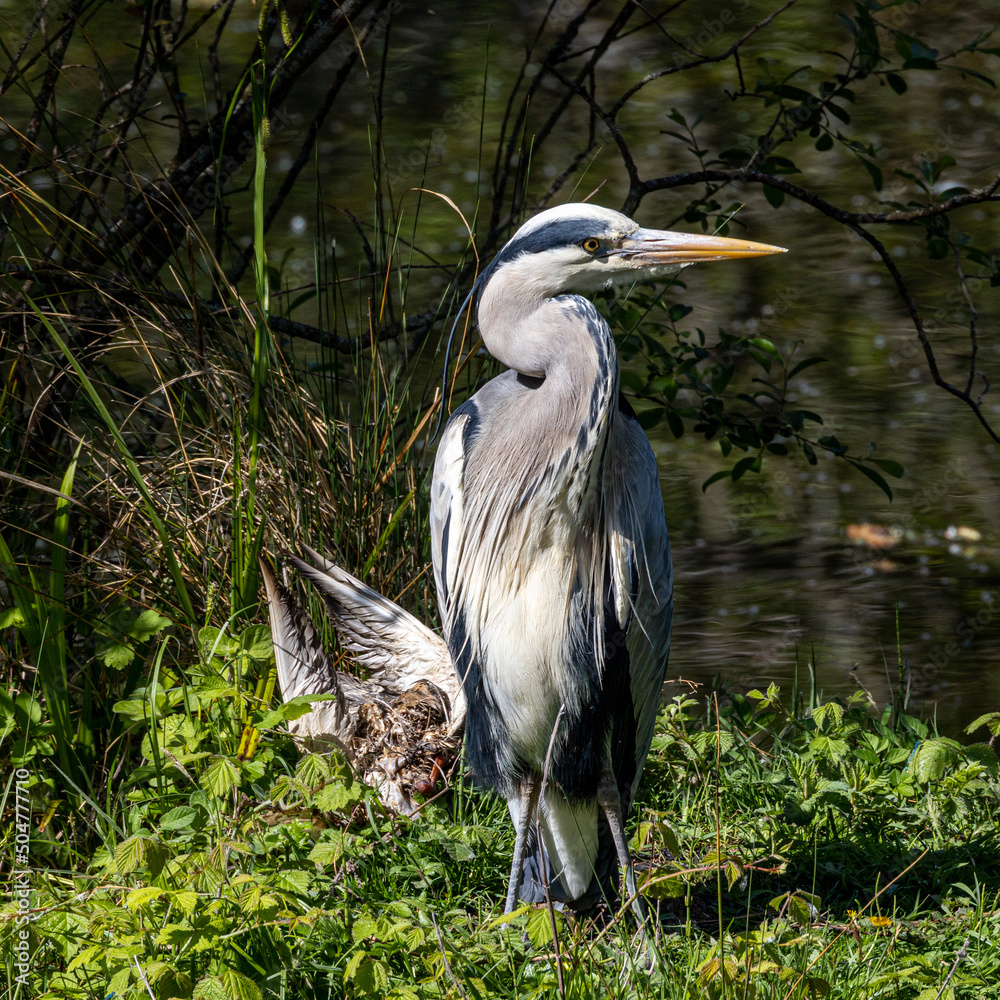 Fototapeta premium Grey heron protecting the corpse of another bird.