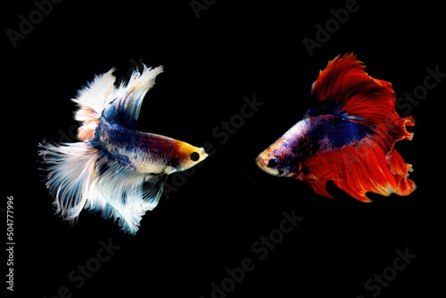 motion of betta fish. fighting fish isolated on black background.betta fish.siamese.multi color fighting fish.