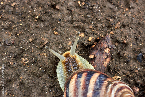 A snail with its antennae sticking out on the wet ground and a tree branch. Close-up view. Fauna, invertebrates.