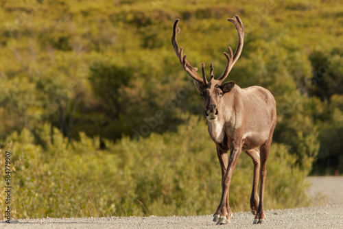 Caribou, Denali National Park