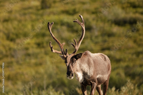 Obraz na plátně Caribou, Denali National Park