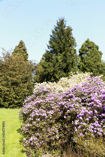 blooming azalea's, spring in the park