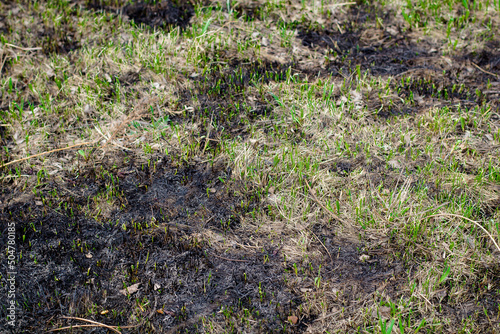 burnt dry grass, next to which fresh vegetation sprouts.