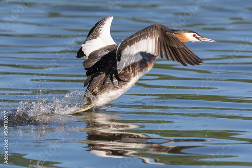 Great crested grebe - Podiceps cristatus - with spread wings taking  flight over blue water. Picture from Milicz Ponds in Poland. photo