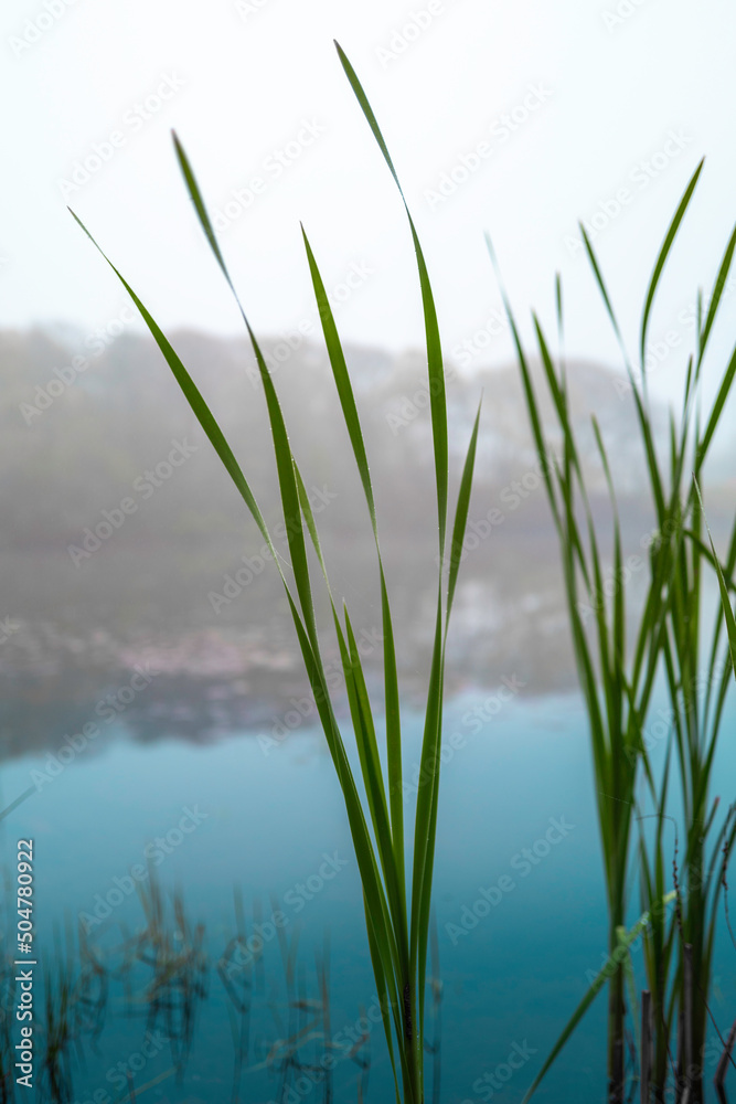 Obraz premium Water lily plant stems over the blue pond
