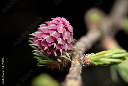 Red blooming cone of european larchtree (Larix decidua) on a branch with fresh green needles at spring, isolated on a black background, high-resolution close-up image photo