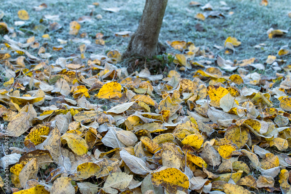 A beautiful autumn tree with fallen yellow leaves lying around the trunk of a tree in an autumn park, covered with fallen yellow leaves from a tree. A bunch of yellow leaves after the first frost A beautiful autumn tree with fallen yellow leaves lying around the trunk of a tree in an autumn park, covered with fallen yellow leaves from a tree. A bunch of yellow leaves after the first frost