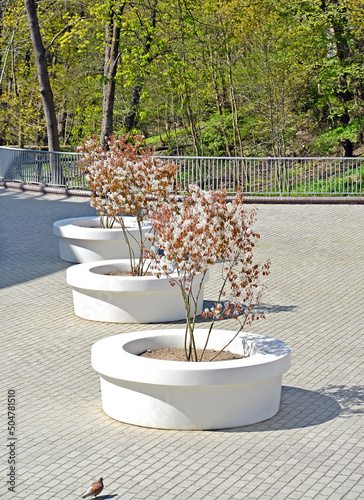 Wallpaper Mural Flowering irga trees of the Canadian (Amelanchier canadensis (L.) Medik.) In the city square Torontodigital.ca