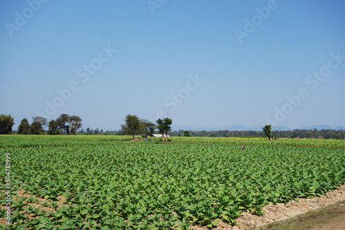 tobacco leaves, tobacco farm, tobacco plant