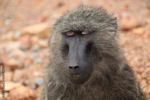 face of a baboon