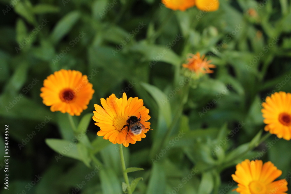 yellow flower and bee in the garden nature plant beautiful flower summer close up macro yellow flower and bee in the garden nature plant beautiful flower summer close up macro