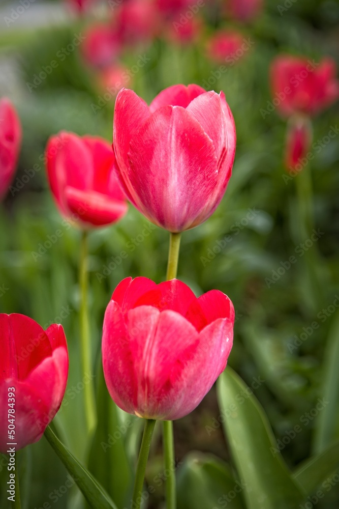 Close up of red tulips in a garden. Close up of red tulips in a garden.