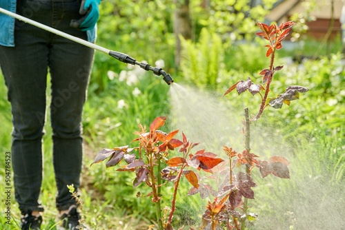 Photo Woman with backpack garden spray gun under pressure handling bushes roses