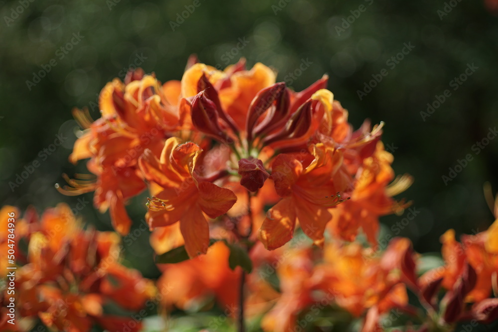 Blühender Rhododendron mit schön geöffneter Blüte und zarten Blütenblättern Blühender Rhododendron mit schön geöffneter Blüte und zarten Blütenblättern
