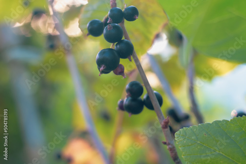 Black currant ripens on a bush in the sun and a beautiful bokeh in the evening