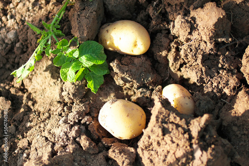 Closeup of ripe organic potatoes with fresh green leaves on a ground. Vegetable plantation growing in a field. Food ingredient in a sunlight. Top view. Farming, agriculture, gardening, harvest season