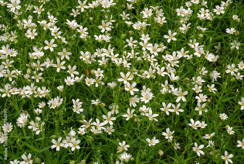 small white woodland flowers in the undergrowth. floral background. white wildflowers 