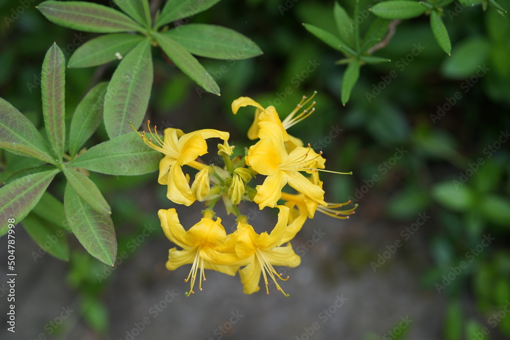 Fototapeta premium Gelb blühende Rhododendron