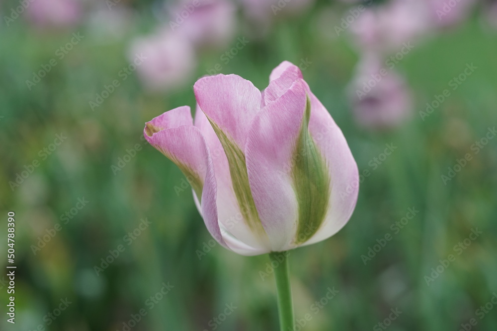Pink und grün mit weiß gefärbte Blüte einer sehr schönen offenen Tulpe
