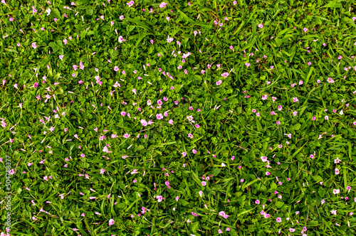 Green grass texture background with pink flowers